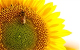 Sunny sunflower photo HD Wallpapers #33