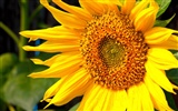 Sunny photo de tournesol HD Wallpapers #37