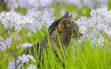 Webshots Animal Wallpapers (1) #15