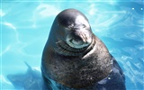 Die Tiere der Sea Lion Photo Wallpaper #3