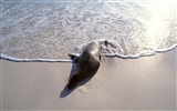 바다 사자 사진의 동물 무늬 #5