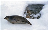 Los animales de las fotos Fondos de Lobos Marinos #6