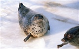 Los animales de las fotos Fondos de Lobos Marinos