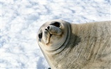 Die Tiere der Sea Lion Photo Wallpaper #9