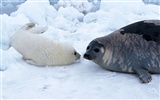 Animals of the Sea Lion Photo Wallpaper #16