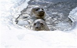 Los animales de las fotos Fondos de Lobos Marinos #17