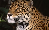 Webshots Animal Wallpapers (1)