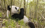 Webshots Animal Wallpapers (1) #2