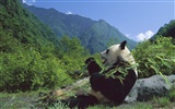 Webshots Animal Wallpapers (1) #6