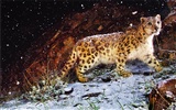 Apple Snow Leopard fondo de pantalla por defecto completa #1