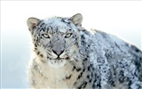 Apple's Snow Leopard default wallpaper full #21