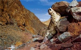 Apple Snow Leopard fondo de pantalla por defecto completa #27