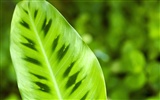 녹색 식물 잎 배경 #1