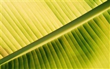 Pflanzen Green Leaf Wallpaper #2
