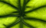 녹색 식물 잎 배경 #3