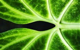 Pflanzen Green Leaf Wallpaper