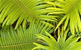 Rostliny zelené listí Tapeta #5