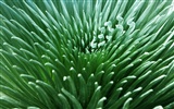 Fond d'écran plantes à feuilles vert #7