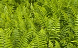 Rostliny zelené listí Tapeta #9