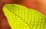 Pflanzen Green Leaf Wallpaper #11