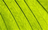 Fond d'écran plantes à feuilles vert #12