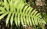 Rostliny zelené listí Tapeta #13