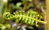 Fond d'écran plantes à feuilles vert #14