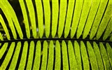 Pflanzen Green Leaf Wallpaper #15
