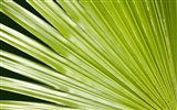 Pflanzen Green Leaf Wallpaper #18