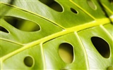 Pflanzen Green Leaf Wallpaper #19