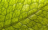 Rostliny zelené listí Tapeta #20