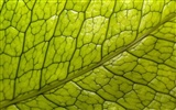 植物綠葉壁紙 #20