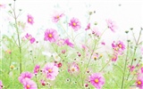 Fresh style Flowers Wallpapers #18286