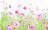 Frescas Flores estilo Wallpapers #3