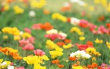 清新風格花卉攝影壁紙 #8