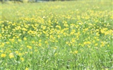 清新風格花卉攝影壁紙 #11
