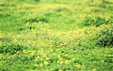 清新風格花卉攝影壁紙 #12