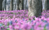 清新風格花卉攝影壁紙 #14