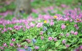 清新風格花卉攝影壁紙 #15