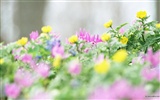 Fresh style Flowers Wallpapers #16
