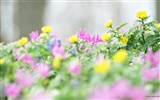 清新風格花卉攝影壁紙 #16