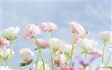 Frescas Flores estilo Wallpapers #18314