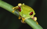 Webshots Animal Wallpapers (2) #3