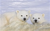 Webshots Animal Wallpapers (2) #6