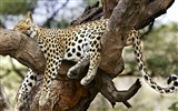 Webshots Animal Wallpapers (2) #8