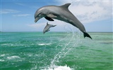 Webshots Animal Wallpapers (2) #12