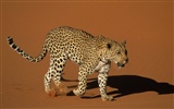 Webshots Animal Wallpapers (2) #13