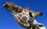 Webshots Animal Wallpapers (2) #14