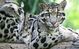 Webshots Animal Wallpapers (2) #15