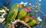 Webshots Animal Wallpapers (2) #17